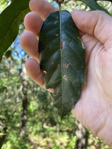 Image of Quercus affinis by (c) John Leszczynski, some rights reserved (CC BY)