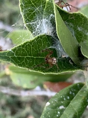 Neoscona arabesca
