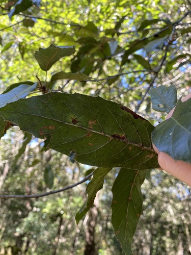 Quercus affinis, photograph 4