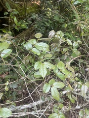 Combretum edwardsii