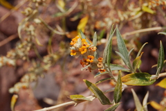 Buddleja tucumanensis