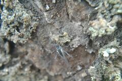 Euceraphis