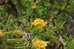 Prosopis ferox