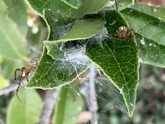 Neoscona arabesca
