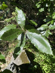 Quercus laurina