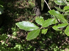 Quercus laurina