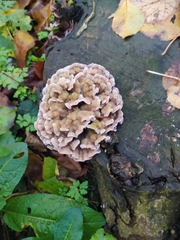 Chondrostereum purpureum