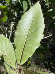 Quercus laurina