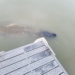 Trichechus manatus latirostris