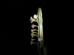 Cereus bicolor