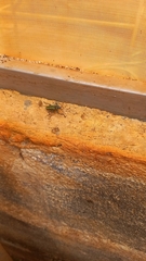 Naupactus rivulosus