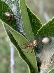 Neoscona arabesca