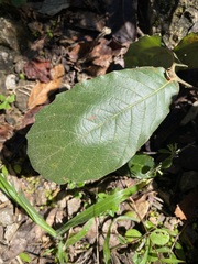 Quercus obtusata