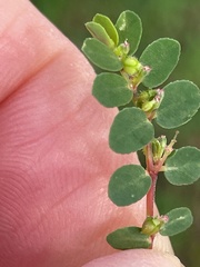 Euphorbia prostrata