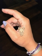 Lacinipolia laudabilis