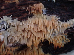 Radulomyces