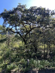 Quercus obtusata