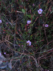 Euryomyrtus ramosissima ramosissima