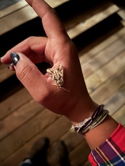 Lacinipolia laudabilis