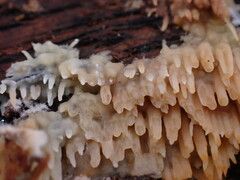 Radulomyces