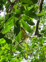Sideroxylon salicifolium