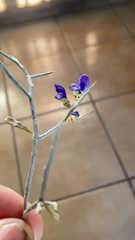 Psorothamnus spinosus