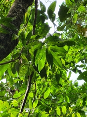 Sideroxylon salicifolium