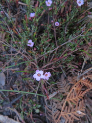 Euryomyrtus ramosissima ramosissima