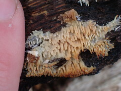 Radulomyces