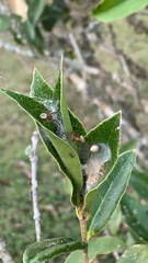 Neoscona arabesca