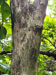 Sideroxylon salicifolium