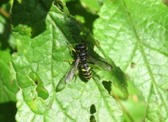 Cerceris quadrifasciata
