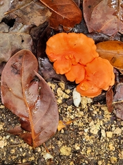 Cantharellus coccolobae