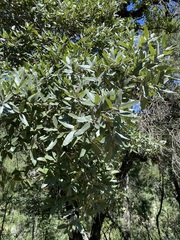 Quercus mexicana