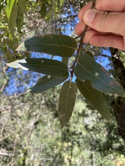 Quercus mexicana