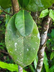 Elaeodendron xylocarpum