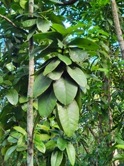 Elaeodendron xylocarpum