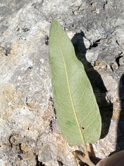 Quercus mexicana