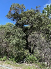 Quercus mexicana