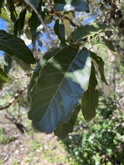 Quercus obtusata