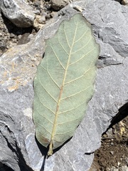 Quercus obtusata
