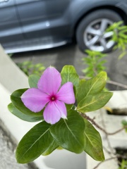 Catharanthus roseus