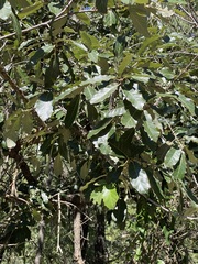 Quercus obtusata