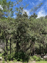 Quercus obtusata