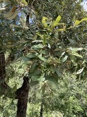 Quercus obtusata