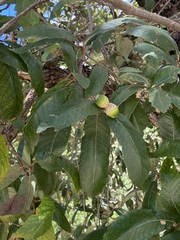 Quercus obtusata