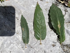 Quercus obtusata