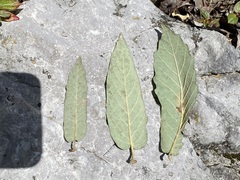 Quercus obtusata