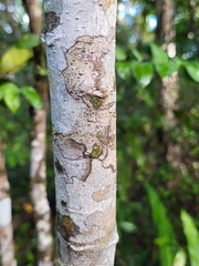 Elaeodendron xylocarpum