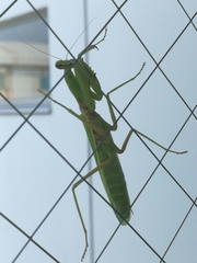 Hierodula patellifera patellifera